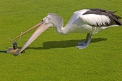 australian-pelican-picture;australian-pelican;pelican;pelecanus-conspicillatus;pelican-drinking-wate