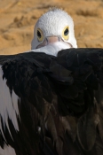 australian-pelican-picture;australian-pelican;pelican;pelecanus-conspicillatus;pelican-sleeping-on-b