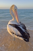 australian-pelican-picture;australian-pelican;pelican;pelecanus-conspicillatus;pelican-preening-on-b