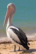 australian-pelican-picture;australian-pelican;pelican;pelecanus-conspicillatus;pelican-standing-on-b