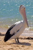 australian-pelican-picture;australian-pelican;pelican;pelecanus-conspicillatus;pelican-standing-on-b