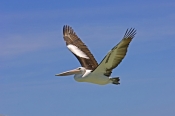 australian-pelican-picture;australian-pelican;pelecanus-conspicillatus;australian-pelican-flying;bir