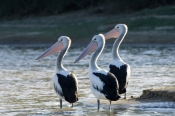 australian-pelican-picture;australian-pelican;pelican;pelecanus-conspicillatus;pelicans;pelicans-in-