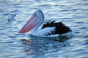 australian-pelican-picture;australian-pelican;pelecanus-conspicillatus;pelican-swimming;pelican-in-w