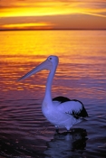 australian-pelican-picture;australian-pelican;pelican;pelecanus-conspicillatus;pelican-sleeping-on-b