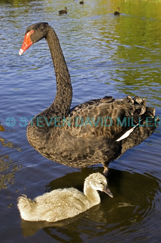 black swan picture;black swan;black swan with signet;black swan signet;black swan family;cygnus atratus;perth;western australia;western australia state bird;steven david miller;natural wanders