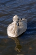 black-swan-picture;black-swan;black-swan-cygnet;cygnet;cygnus-atratus;black-swan-swimming;cignet-swi