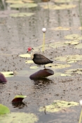 comb-crested-jacana-picture;comb-crested-jacana;comb-crested-jacana;jacana;irediparra-gallinacea;aus
