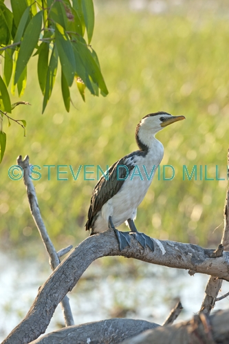 little pied cormorant picture;little pied cormorant;cormorant;little pied cormorant on tree;cormorant in tree;phalacrocorax melanoleucos;south alligator river;yellow waters;yellow waters cruise;kakadu national park;northern territory;australian cormorants;australian national parks;steven david miller;natural wanders