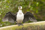 little-pied-cormorant-picture;little-pied-cormorant;cormorant;little-pied-cormorant-drying-wings;pha