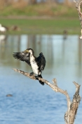 juvenile-little-pied-cormorant-picture;juvenile-little-pied-cormorant;little-pied-cormorant;cormoran