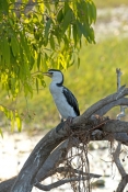 little-pied-cormorant-picture;little-pied-cormorant;cormorant;little-pied-cormorant-on-tree;cormoran