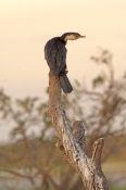 little-pied-cormorant-picture;little-pied-cormorant;juvenile-little-pied-cormorant;cormorant;little-