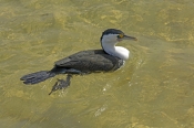 pied-cormorant-picture;pied-cormorant;pied-cormorants;phalcrococorax-varius;cormorant;cormorants;bir
