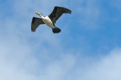 pied-cormorant-picture;pied-cormorant;cormorant;phalcrococorax-varius;cormorant-flying;cormorant-in-
