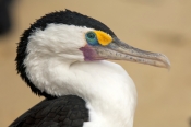 pied-cormorant-picture;pied-cormorant;pied-cormorants;phalcrococorax-varius;cormorant;cormorants;bir