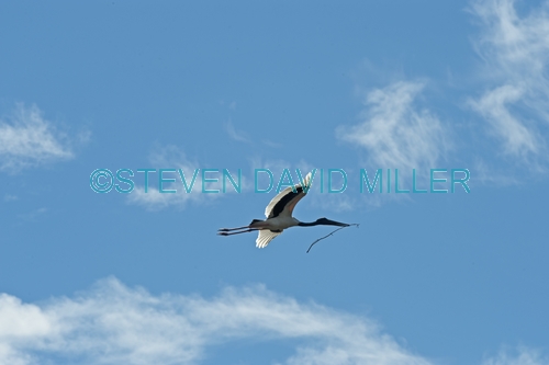 black-necked stork picture;black necked stork picture;black-necked stork;black necked stork;jabiru;australian stork;black-necked stork in flight;black necked stork in flight;black necked stork flying;stork flying;stork in flight;stork with nesting material;wetland;corroboree billabong;mary river wetland;mary river;northern territory;northern territory wetland;australia;steven david miller