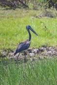 black-necked-stork-picture;black-necked-stork-picture;black-necked-stork;black-necked-stork;jabiru;b