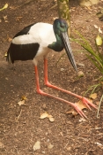 black-necked-stork-picture;black-necked-stork-picture;black-necked-stork;black-necked-stork;ephippio