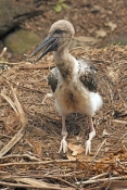 black-necked-stork-picture;black-necked-stork-picture;black-necked-stork;black-necked-stork;ephippio
