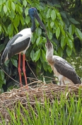 black-necked-stork-picture;black-necked-stork;black-necked-stork;black-neck-stork;jabiru;female-blac