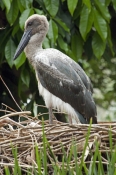 black-necked-stork-picture;black-necked-stork;black-necked-stork;black-neck-stork;jabiru;black-necke
