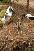 black-necked-stork-picture;black-necked-stork;black-necked-stork;black-neck-stork;jabiru;ephippiorhy