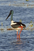 black-necked-stork-picture;black-necked-stork-picture;black-necked-stork;black-necked-stork;jabiru;a