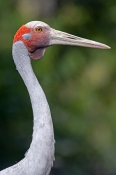 brolga-picture;brolga;tall-bird;australian-birds;grus-rubicunda;australian-cranes;big-bird;crane;bro