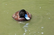 blue-billed-duck-picture;blue-billed-duck;blue-billed-duck;male-blue-billed-duck;blue-billed-male;bl