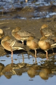 plumed-whistling-duck-picture;plumed-whistling-duck;plumed-whistling-ducks;plumed-whistling-duck-cam