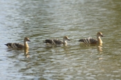 plumed-whistling-duck-picture;plumed-whistling-duck;plumed-whistling-duck;plumed-whistling-ducks;plu