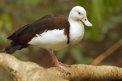 radjah-shelduck-picture;radjah-shellduck;burdekin-duck-picture;burdekin-duck;tadorna-radjah;australi