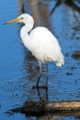 great-egret-picture;great-egret;ardea-alba;white-egret;australian-egret;great-egret-wading;great-egr