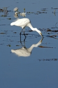little-egret-picture;little-egret;egretta-garzetta;ardea-garzetta;egret-foraging-in-water;egret-in-w
