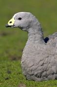 cape-barren-goose-picture;cape-barren-goose;cape-barren-geese;australian-goose;australian-geese;cere