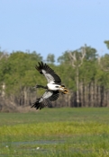 magpie-goose-picture;magpie-goose;magpie-geese;magpie-geese-flock;anseranas-semipalmata;australian-g