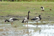 magpie-goose-picture;magpie-geese-picture;magpie-goose;magpie-geese;anseranas-semipalmata;male-magpi