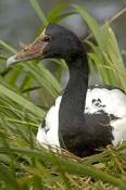 magpie-goose-picture;magpie-goose;magpie-geese;anseranas-semipalmata;australian-geese;australian-goo