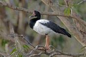 magpie-goose-picture;magpie-goose;magpie-geese;male-magpie-goose;goose;australian-goose;australian-g