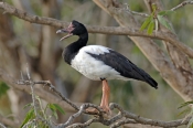 magpie-goose-picture;magpie-goose;magpie-geese;male-magpie-goose;goose;australian-goose;australian-g
