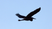 great-billed-heron-picture;great-billed-heron;great-billed-heron;Ardea-sumatrana;heron-in-flight;her