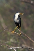 pied-heron-picture;pied-heron;pied-egret;ardea-picata;pied-heron-fishing;adult-pied-heron;parry-lago