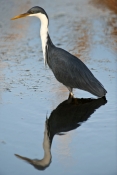 pied-heron-picture;pied-heron;pied-egret;ardea-picata;pied-heron-fishing;pied-heron-standing-in-wate