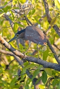 striated-heron-picture;striated-heron;mangrove-heron;butorides-striatus;australian-heron;australian-