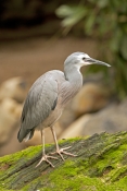 White-faced Heron