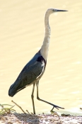 white-necked-heron-picture;white-necked-heron;white-necked-heron;pacific-heron;ardea-pacifica;heron-