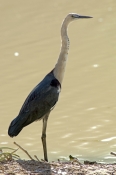 white-necked-heron-picture;white-necked-heron;white-necked-heron;pacific-heron;ardea-pacifica;heron-