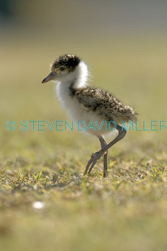 masked lapwing picture;masked lapwing;vanellus miles;lapwing;masked lapwing chick;lapwing chick;bird chick;baby bird;lapwing hatchling;hervey bay;queensland;steven david miller;natural wanders;bird with string wrapped around foot