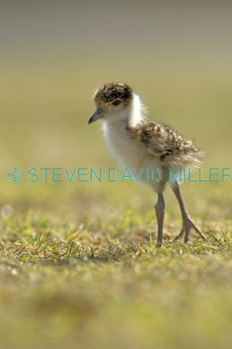 masked lapwing picture;masked lapwing;vanellus miles;lapwing;masked lapwing chick;lapwing chick;bird chick;baby bird;lapwing hatchling;hervey bay;queensland;steven david miller;natural wanders;bird with string wrapped around foot